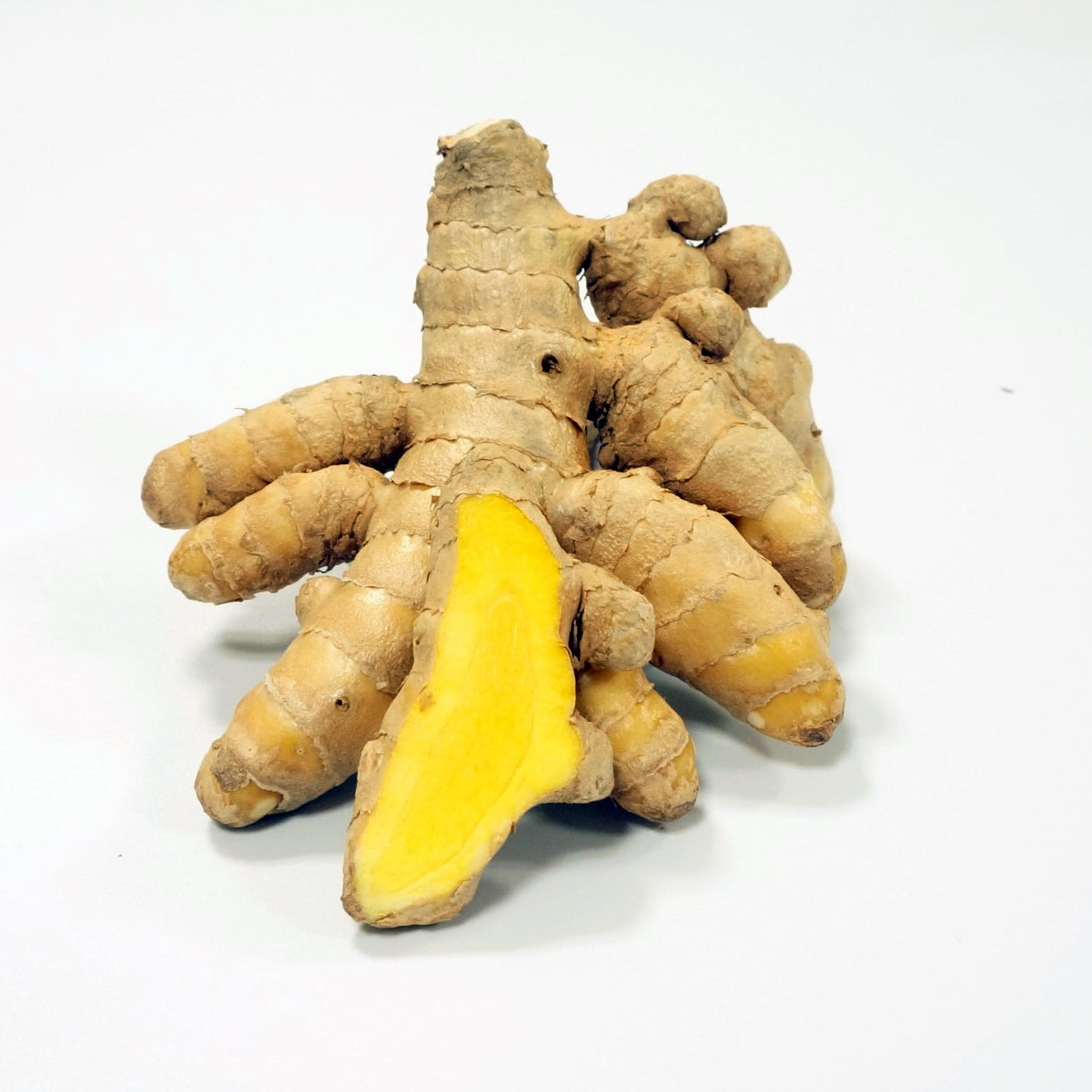 春ウコン「ワイルドターメリック(WILD TURMERIC)」